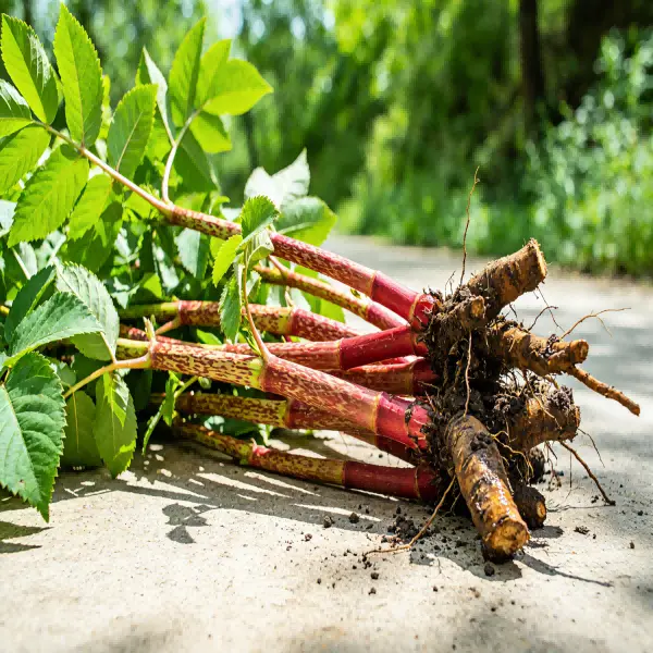 Polygonum Cuspidatum Extract