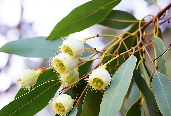 Eucalyptus Leaf Extract