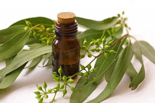 Eucalyptus Leaf Extract