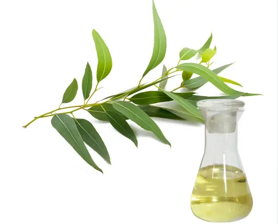 Eucalyptus Leaf Extract
