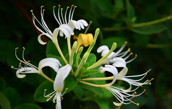 Honeysuckle Flower Extract Honeysuckle Flower Extract
