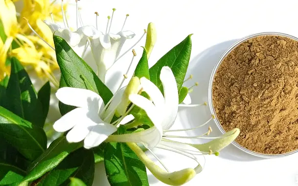 Honeysuckle Flower Extract