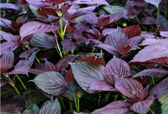 Perilla Seed Extract