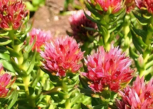 Rhodiola Rosea Extract Powder