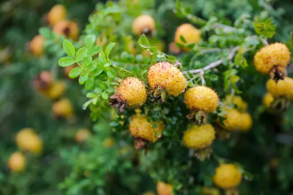 Rosa Roxburghii Extract