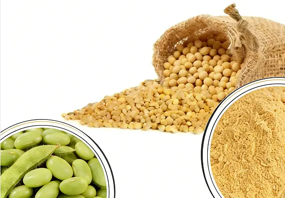 Soybean Extract