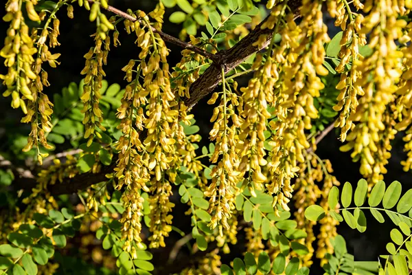 Troxerutin Plant Troxerutin Plant