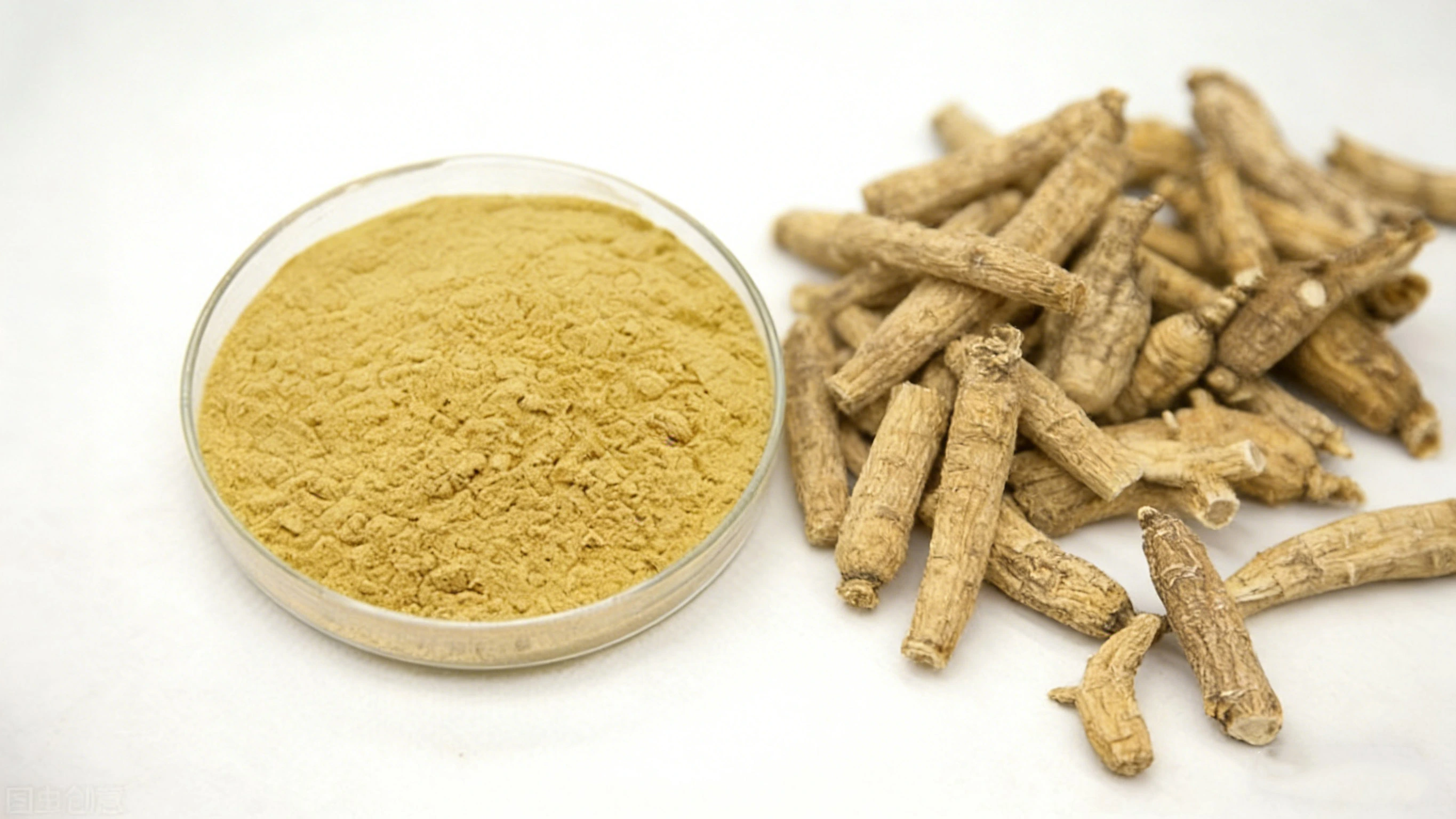 American Ginseng Extract Powder American Ginseng Extract Powder