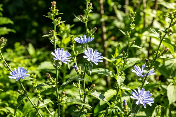 Chicorium intybus Plant Chicorium intybus Plant