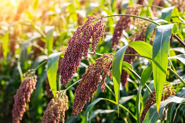 Monascus purpureus Plant