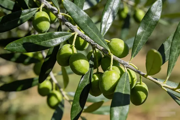 Olive Plant