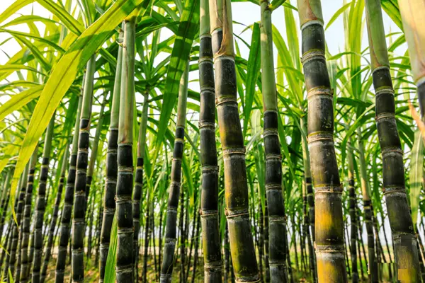 Octacosanol C-28 plant