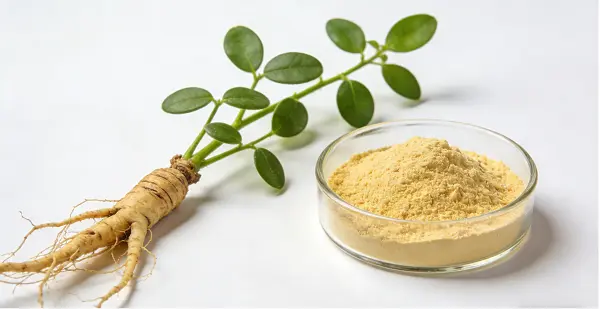 Codonopsis Pilosula Extract Codonopsis Pilosula Extract