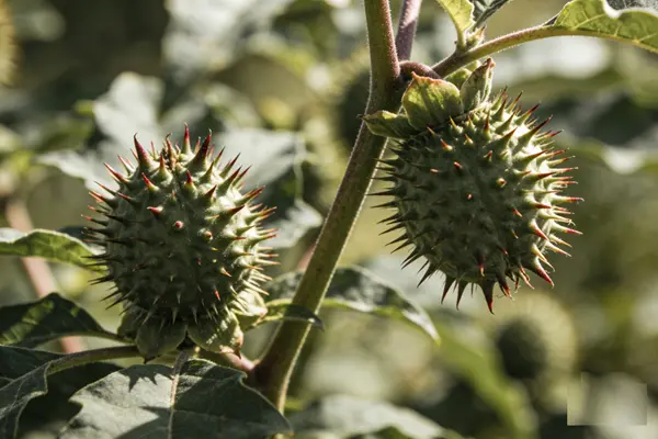Xanthium strumarium Plant