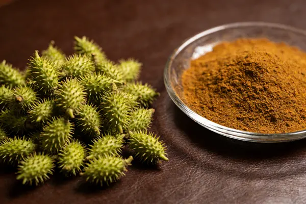 Xanthium Strumarium Extract Powder