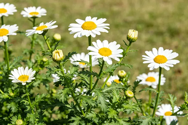 Pyrethrum Plant