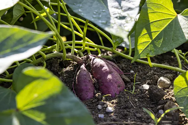 Purple Sweet Potato Plant Purple Sweet Potato Plant
