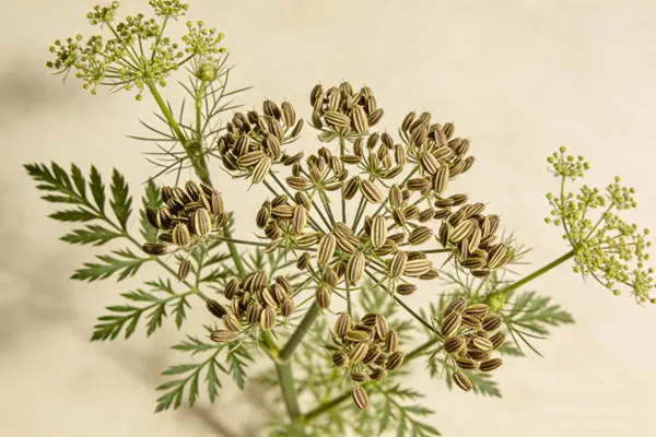 Dill Seed Plant