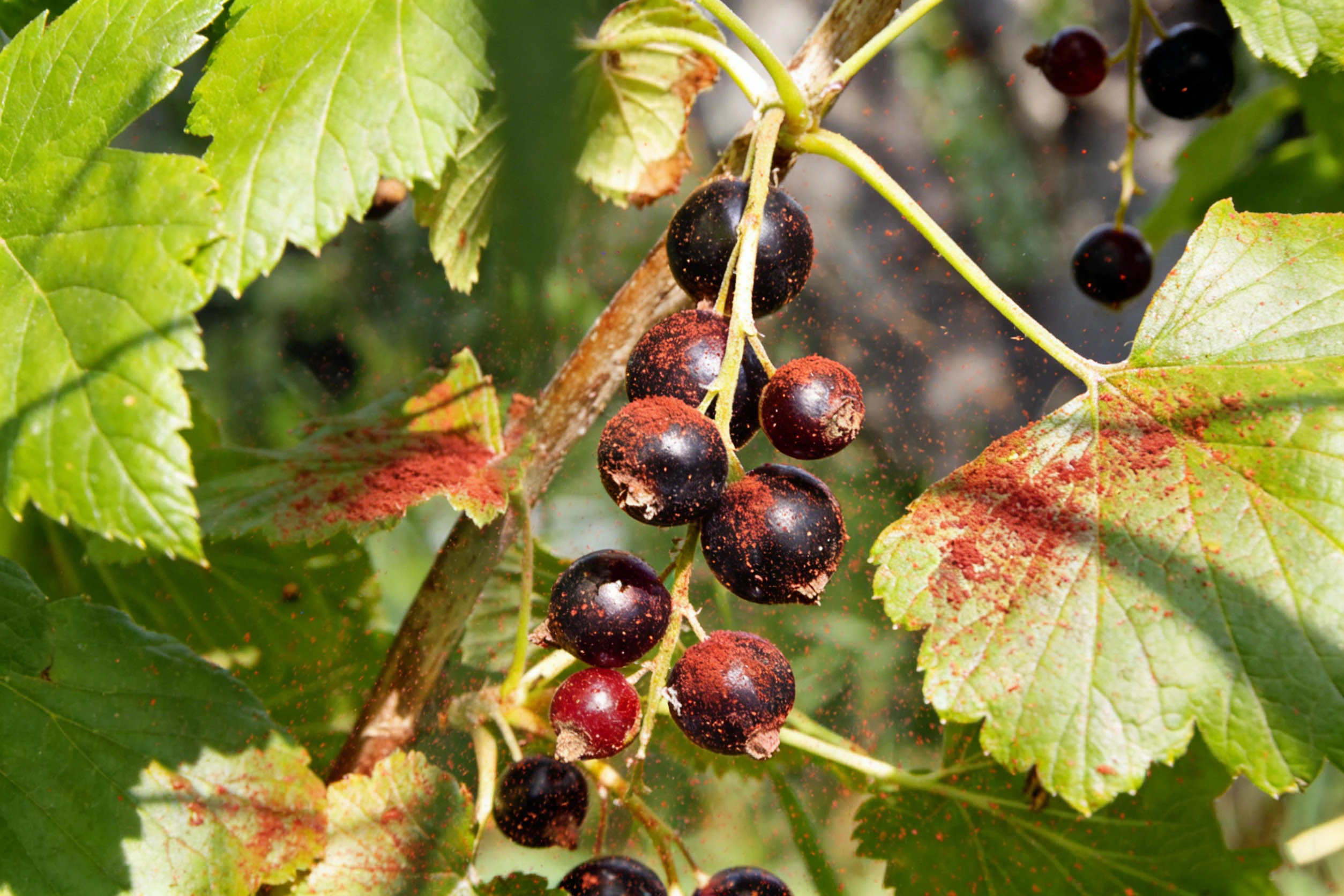 Black Currant Extract