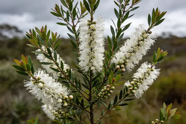 Melaleuca alternifolia Plant