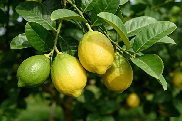 Citrus limon Plant