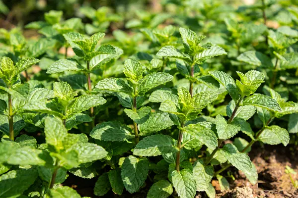 Peppermint Plant Peppermint Plant