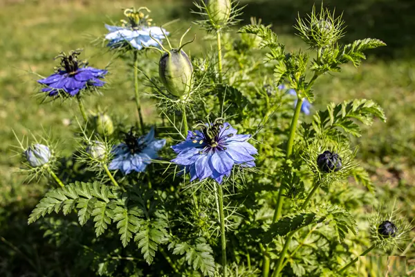 Black Cumin Seed  Plant