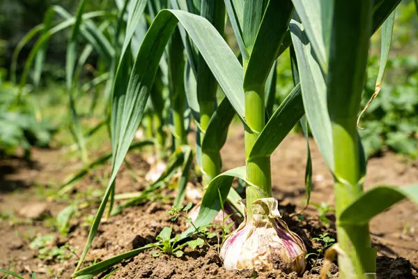 Garlic Plant