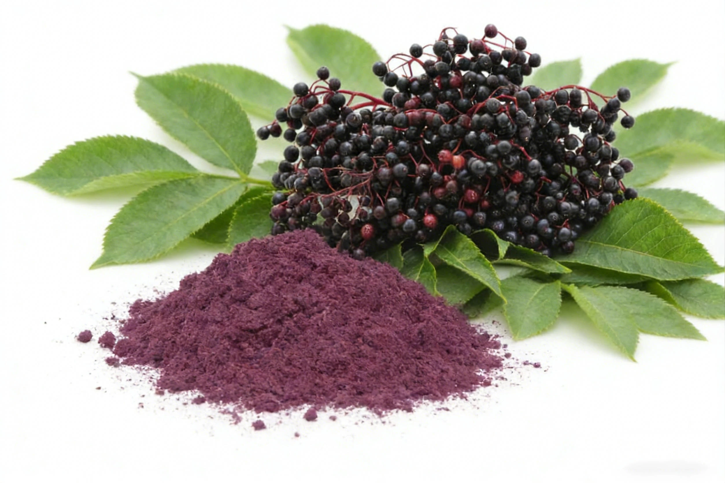 Elderberry Extract Powder
