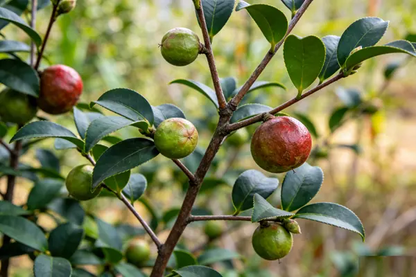 Camellia Seed Plant Camellia Seed Plant