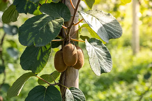 Kiwi Fruit Kiwi Fruit