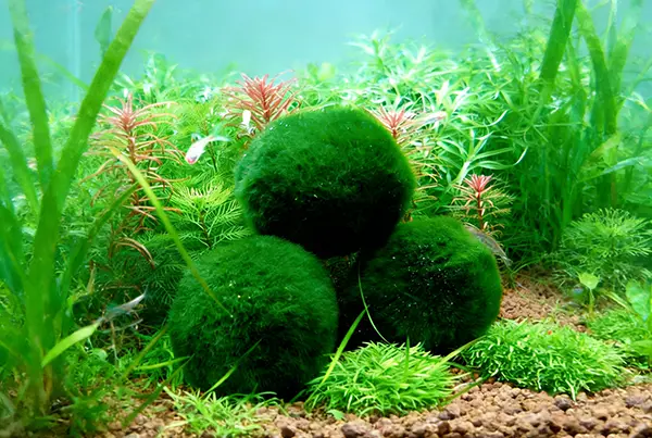 Chlorella Plant