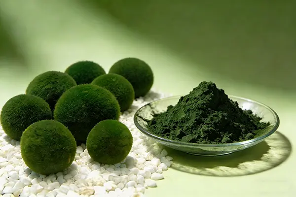 Chlorella Powder Chlorella Powder