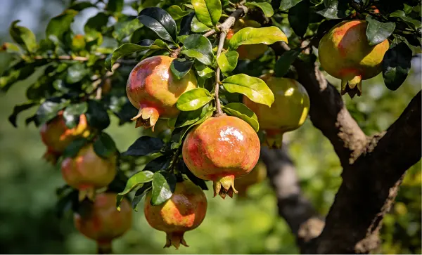 Pomegranate Peel Extract Powder