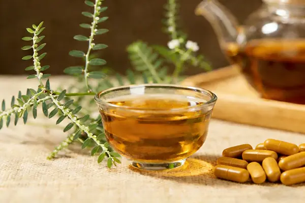 Phyllanthus Amarus Application Phyllanthus Amarus Application