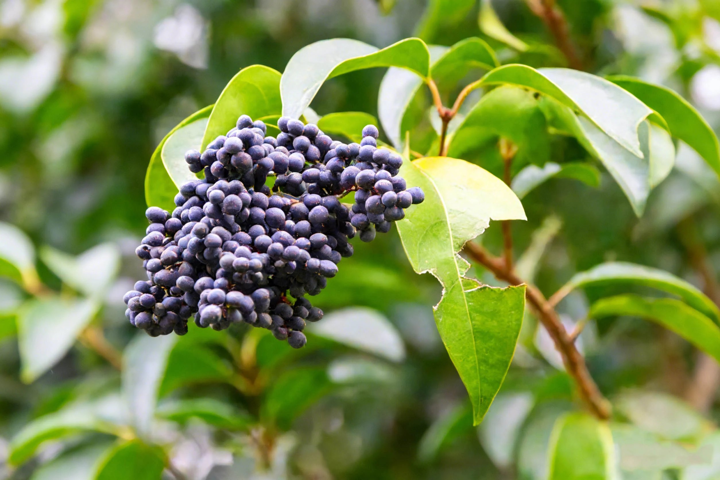Ligustrum Fruit Extract Ligustrum Fruit Extract