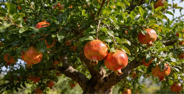 Skin Health Pomegranate Peel Extract Skin Health Pomegranate Peel Extract