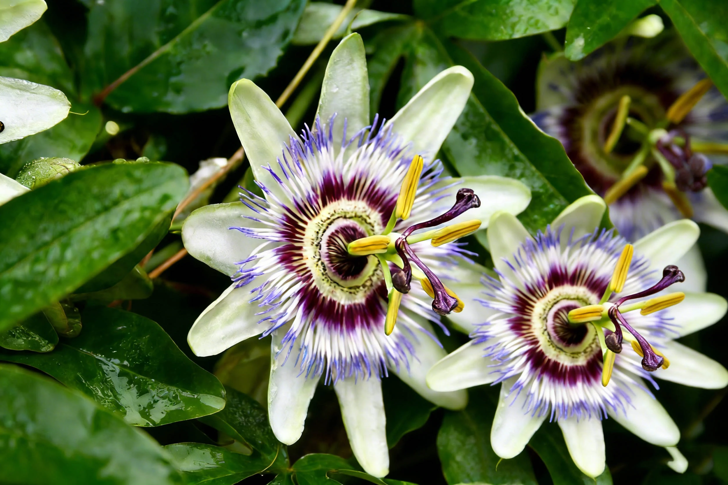 Passionflower Passionflower