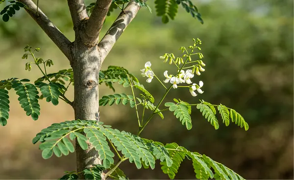 Organic Moringa Leaf Extract
