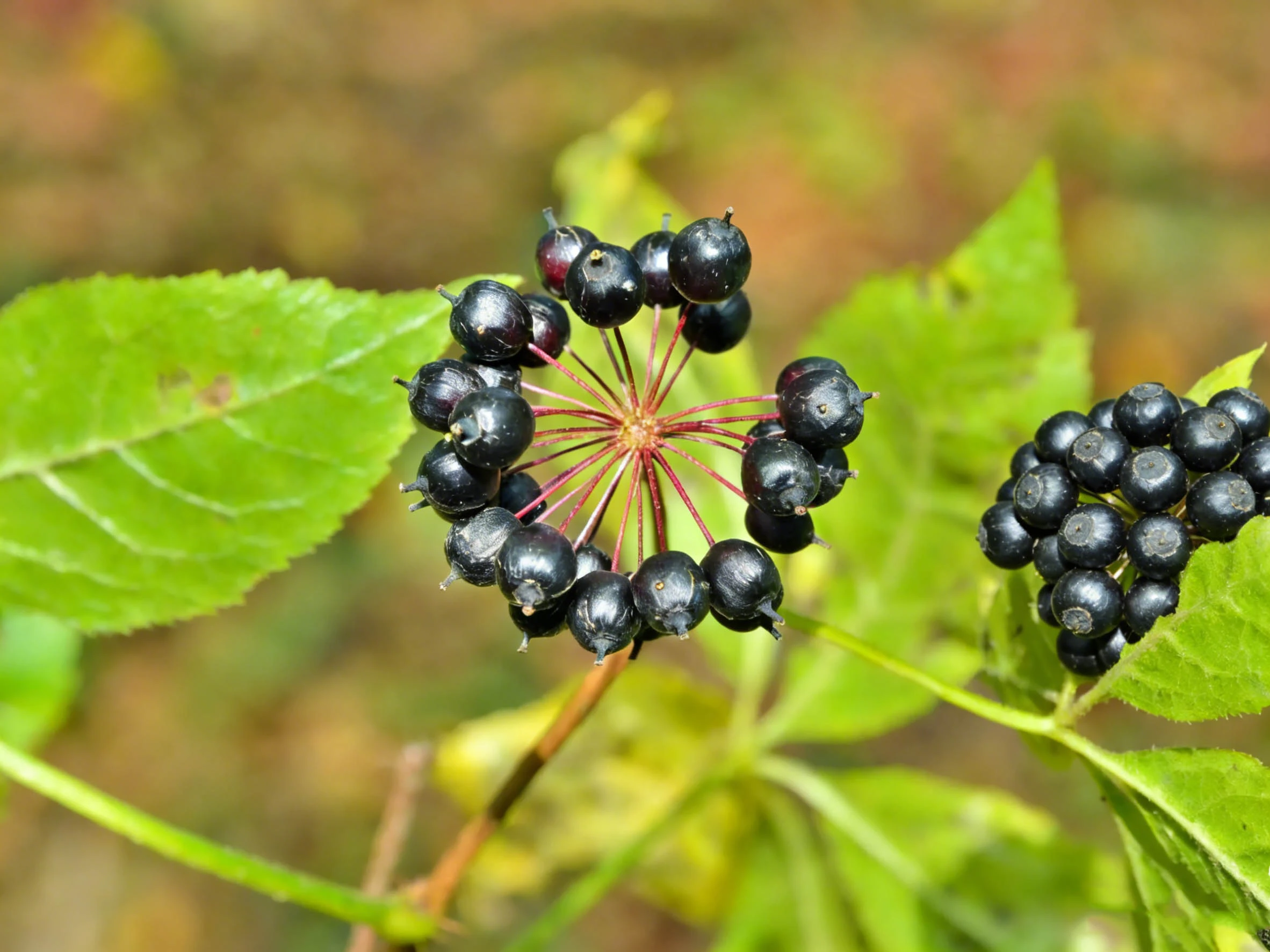 Siberian Ginseng Extract