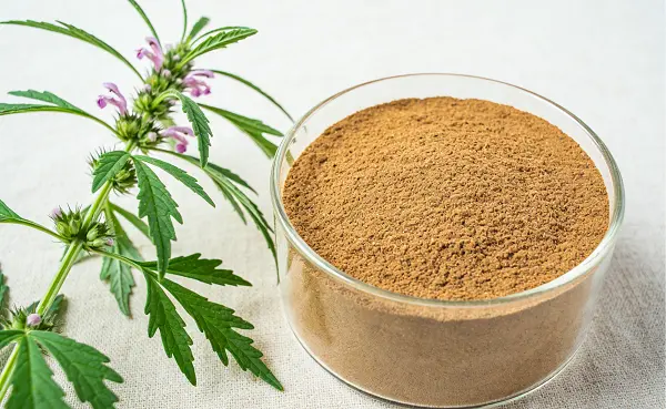 Motherwort Extract
