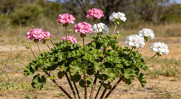 Pelargonium Sidoides Extract Pelargonium Sidoides Extract