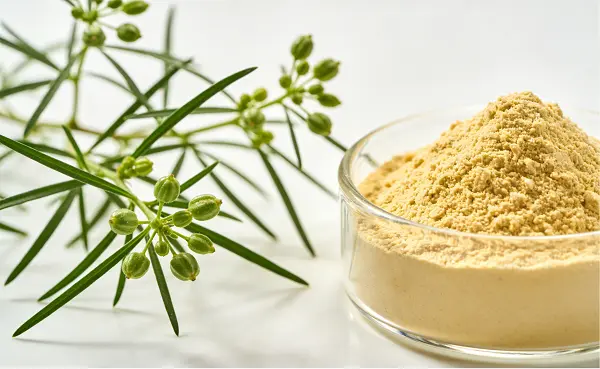 Shatavari Extract Shatavari Extract