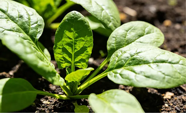 Spinach Extract Powder