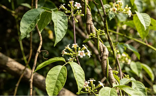 Thunder God Vine Extract Thunder God Vine Extract