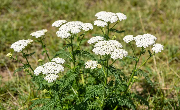 Achillea Millefolium Extract