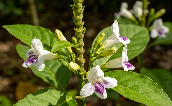 Adhatoda Vasica Extract