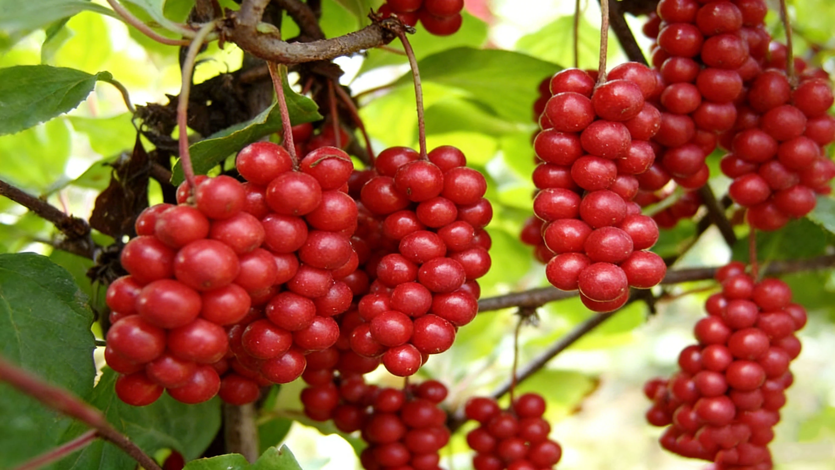 Schizandra Chinensis Plant