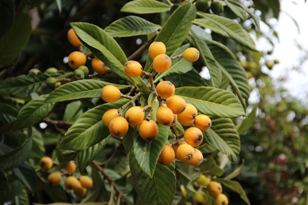 Loquat Leaf Extract