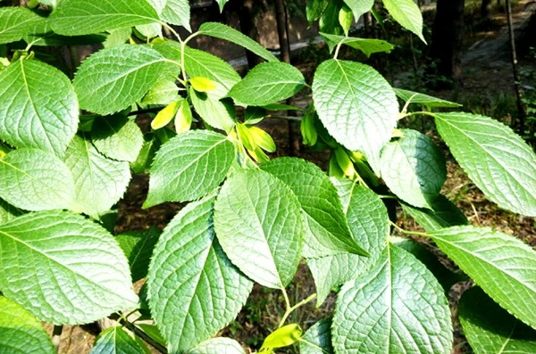Eucommia Leaf Extract Eucommia Leaf Extract